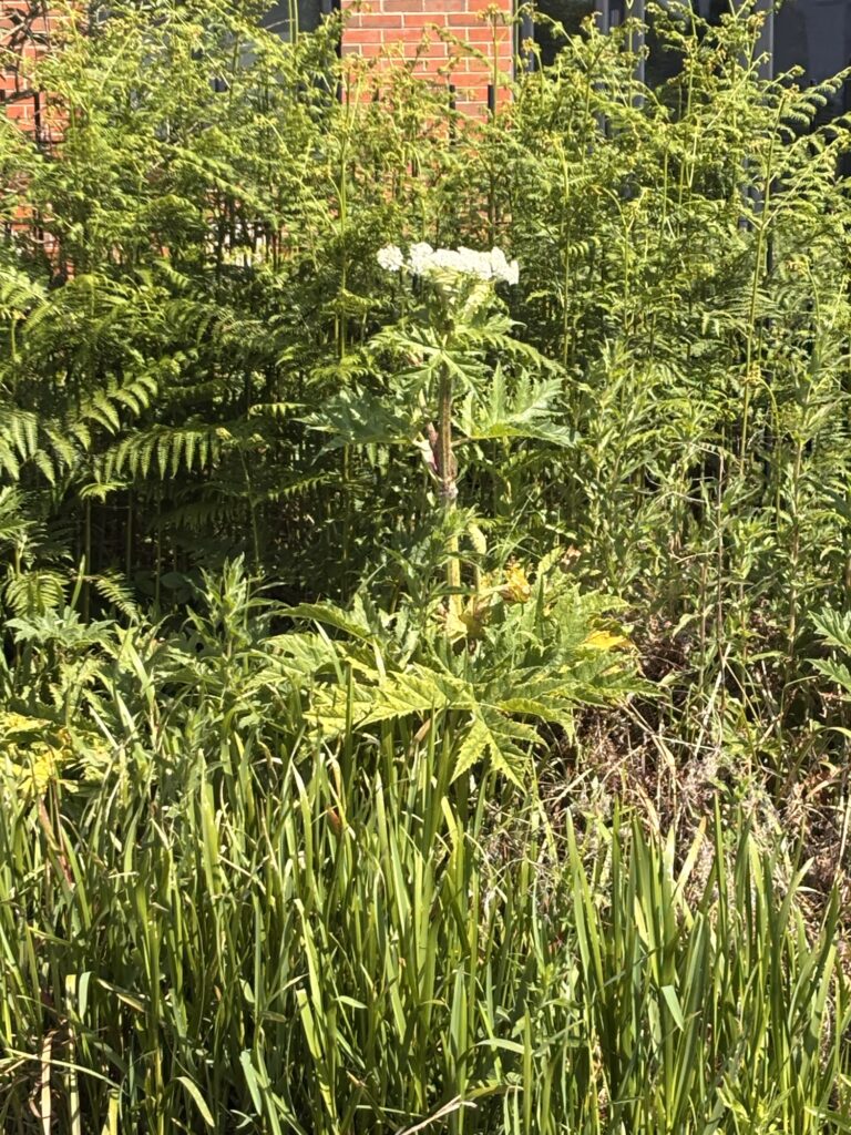 Giant Hogweed